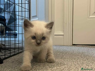 Ragdoll cats - Advert 28