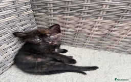 British Shorthair cats for sale: British Shorthair kittens girls - Image 2