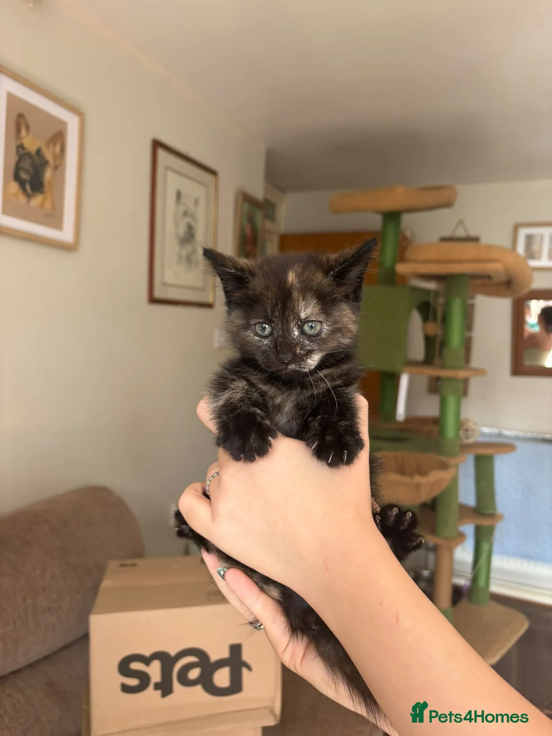 Mixed Breed cats for sale: Lovely kittens looking for lovely homes  - Advert 5