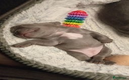 French Bulldog dogs for sale: Beautiful blue an green eyed frenchie puppies  - Image 8