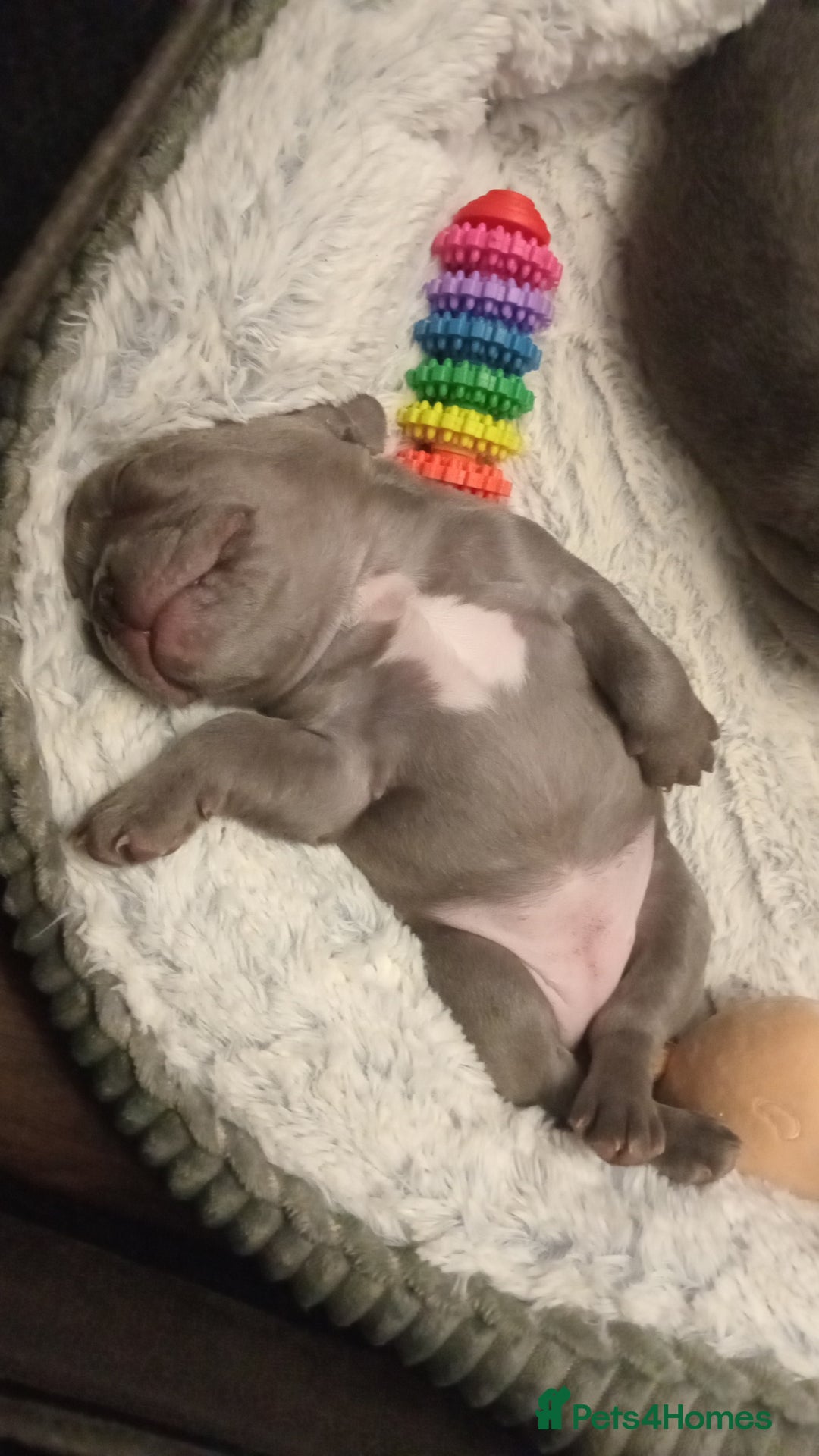 French Bulldog dogs for sale: Beautiful blue an green eyed frenchie puppies  - Image 8