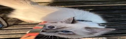 Siberian cats for sale: 🏆Champion line Kitten rehome - Advert 9