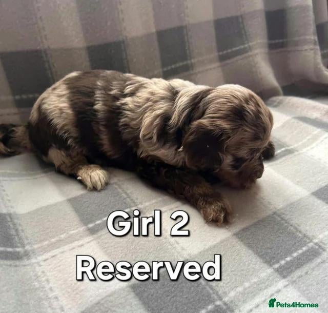 Cockapoo dogs x1 Girl & x4 Boys Available - Cockapoo Puppies  - Advert 12