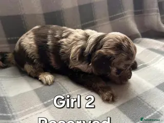 Cockapoo dogs x1 Girl & x4 Boys Available - Cockapoo Puppies - Advert 12