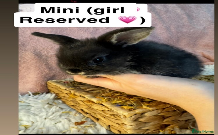 Mini Lop rabbits - Advert 3