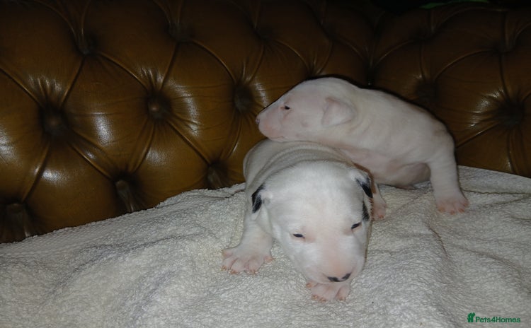 English Bull Terrier dogs - Advert 1