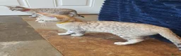 Bengal cats for sale: 🐆💕Very Beautiful Tica Registered Bengal Kittens. - Advert 26