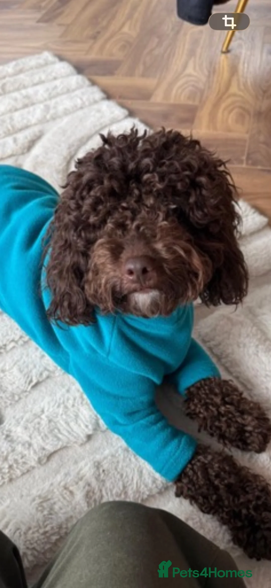 Cockapoo dogs for sale: Reduced £950… ready to leave  - Advert 2