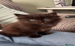 Mixed Breed cats for sale: 3 beautiful Norwegian forest x kittens boy SOLD!! - Image 1