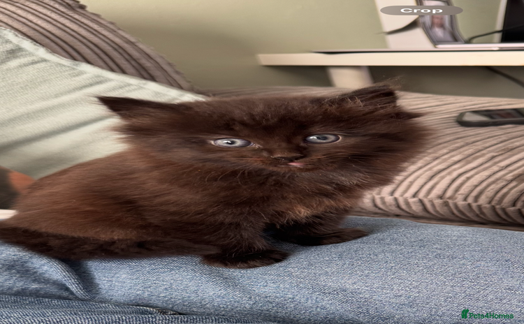 Mixed Breed cats - Advert 3