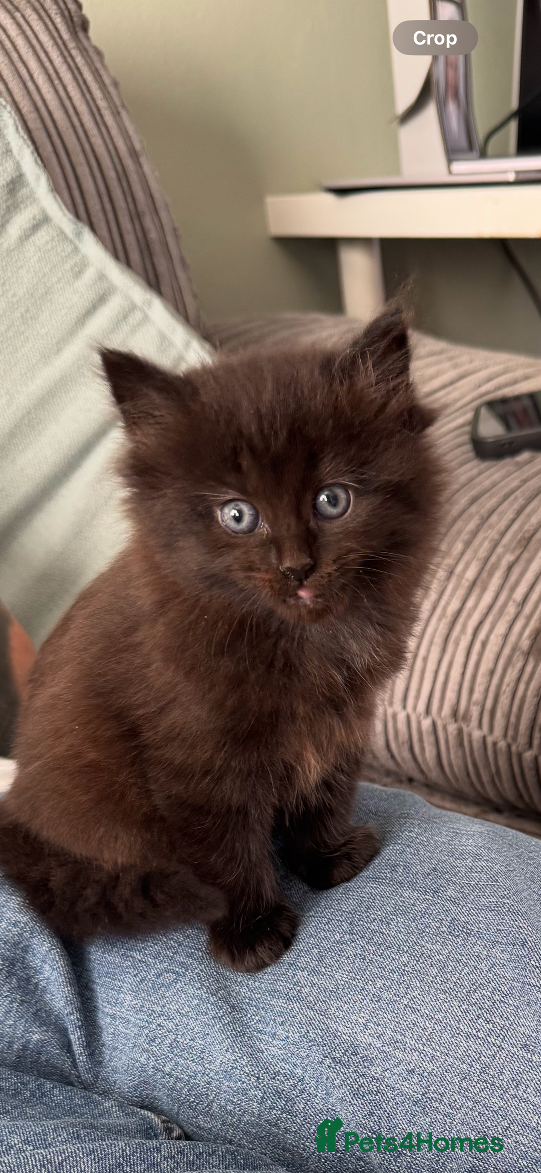 Mixed Breed cats for sale: 3 beautiful Norwegian forest x kittens boy SOLD!! - Image 1