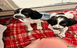 Cocker Spaniel dogs for sale: AMAZING COCKER SPANIEL PUPPIES READY NOW!  - Image 7