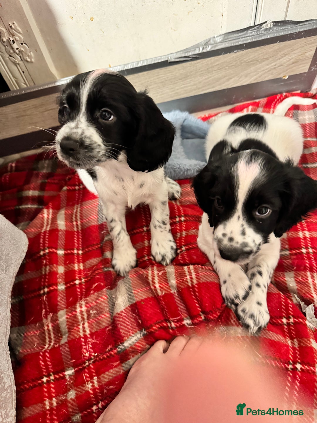 Cocker Spaniel dogs for sale: AMAZING COCKER SPANIEL PUPPIES READY NOW!  - Image 7