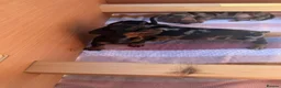 Miniature Dachshund dogs for sale: miniature dachshund  in Yarm - Advert 6