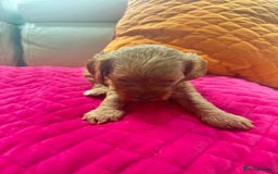 Cavapoo dogs for sale: Black and solid Red Cavapoo therapy pups for sale  - Image 10