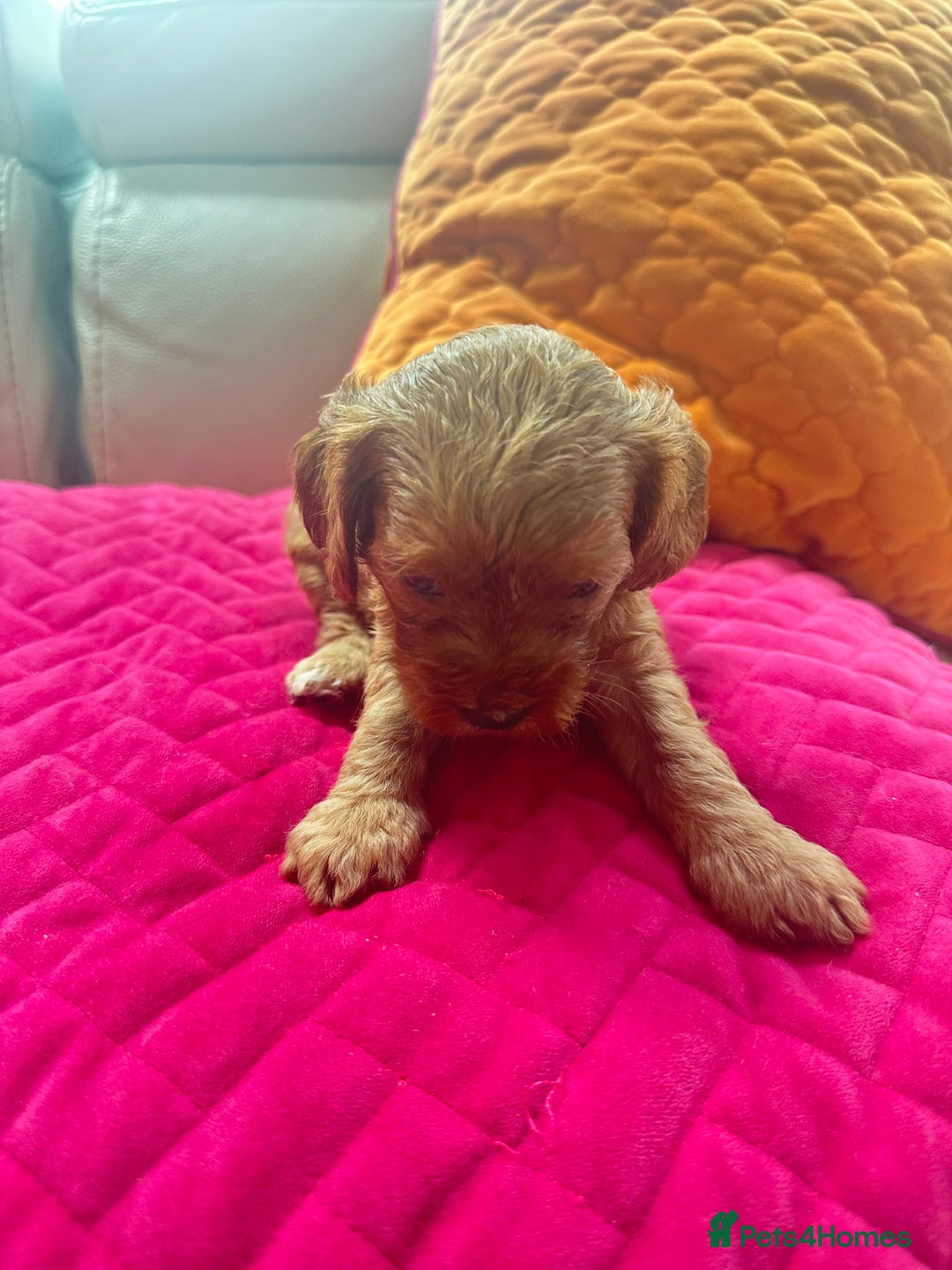 Cavapoo dogs for sale: Black and solid Red Cavapoo therapy pups for sale  - Image 10
