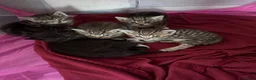 British Shorthair cats for sale: British Shorthair X Tabby - Advert 2