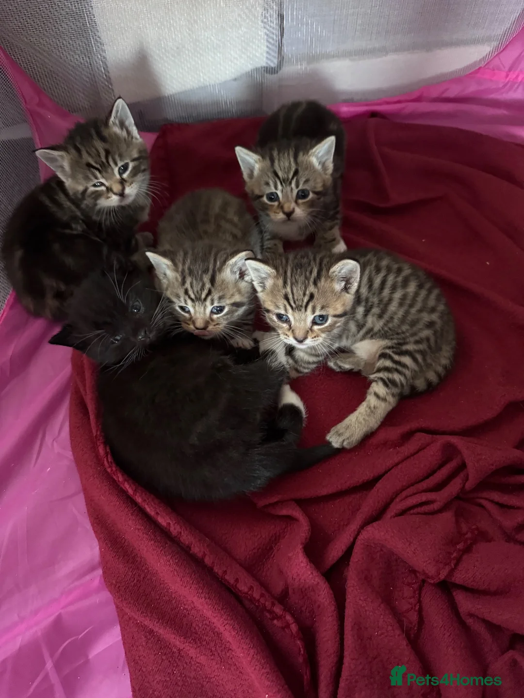 British Shorthair cats for sale: British Shorthair X Tabby - Advert 2
