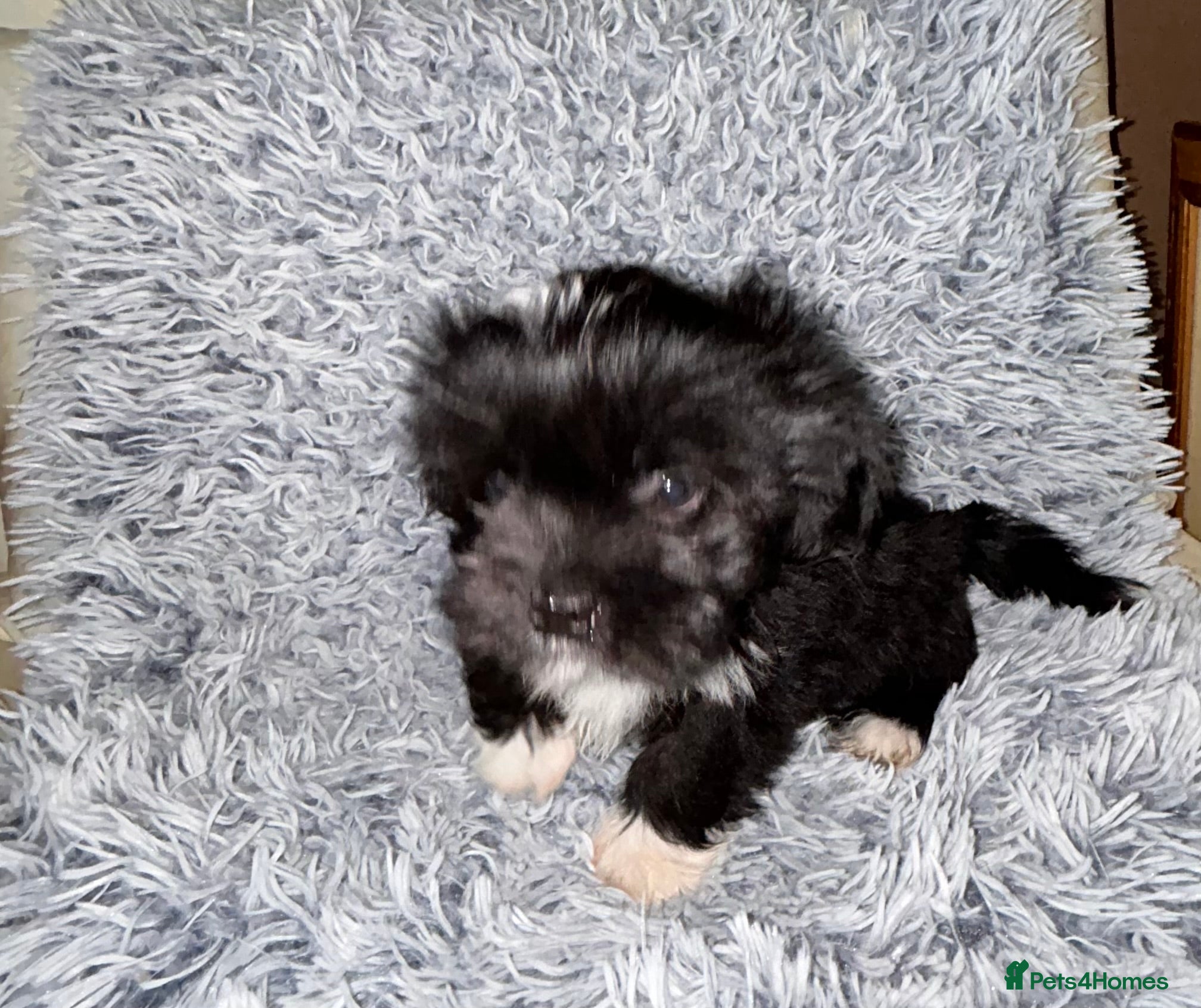 Lhasa Apso dogs KC Lhasa PUP (READY TO GO)PRA4 CLEAR - Advert 1
