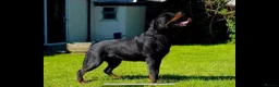 Rottweiler dogs for sale: Kc registered Rottweiler puppies - Advert 9