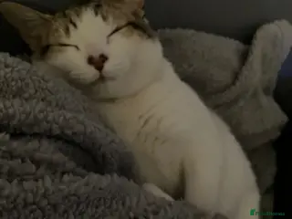 British Shorthair cats Kitten for Sale !! - Advert 1