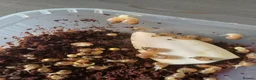 Snails invertebrates for sale: Albino giant African land snails in Chesterfield - Advert 2