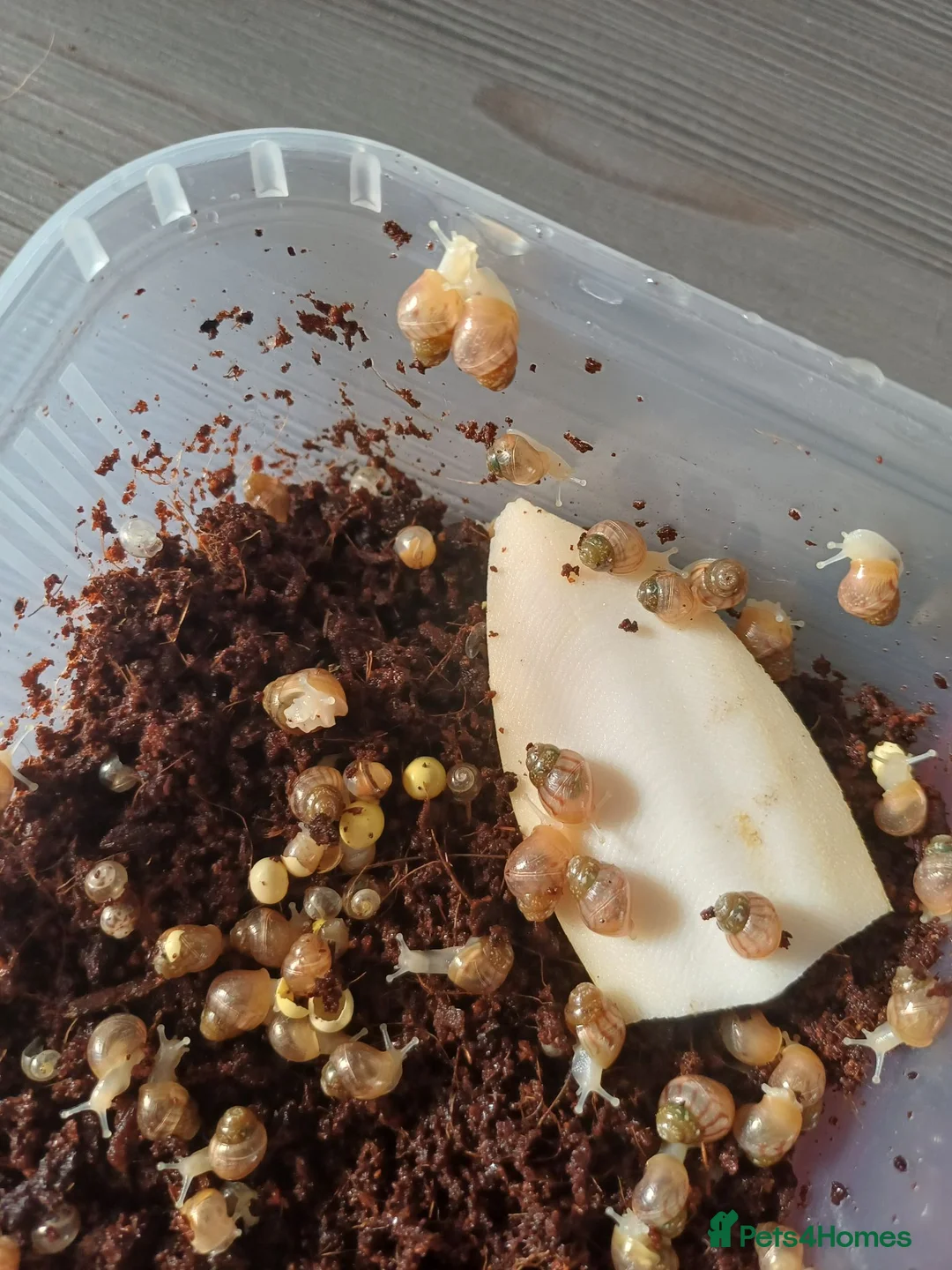 Snails invertebrates for sale: Albino giant African land snails in Chesterfield - Advert 2