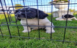 English Springer Spaniel dogs for sale: 3 male Springer Spaniel pups KC Reg and Pedigree - Image 19