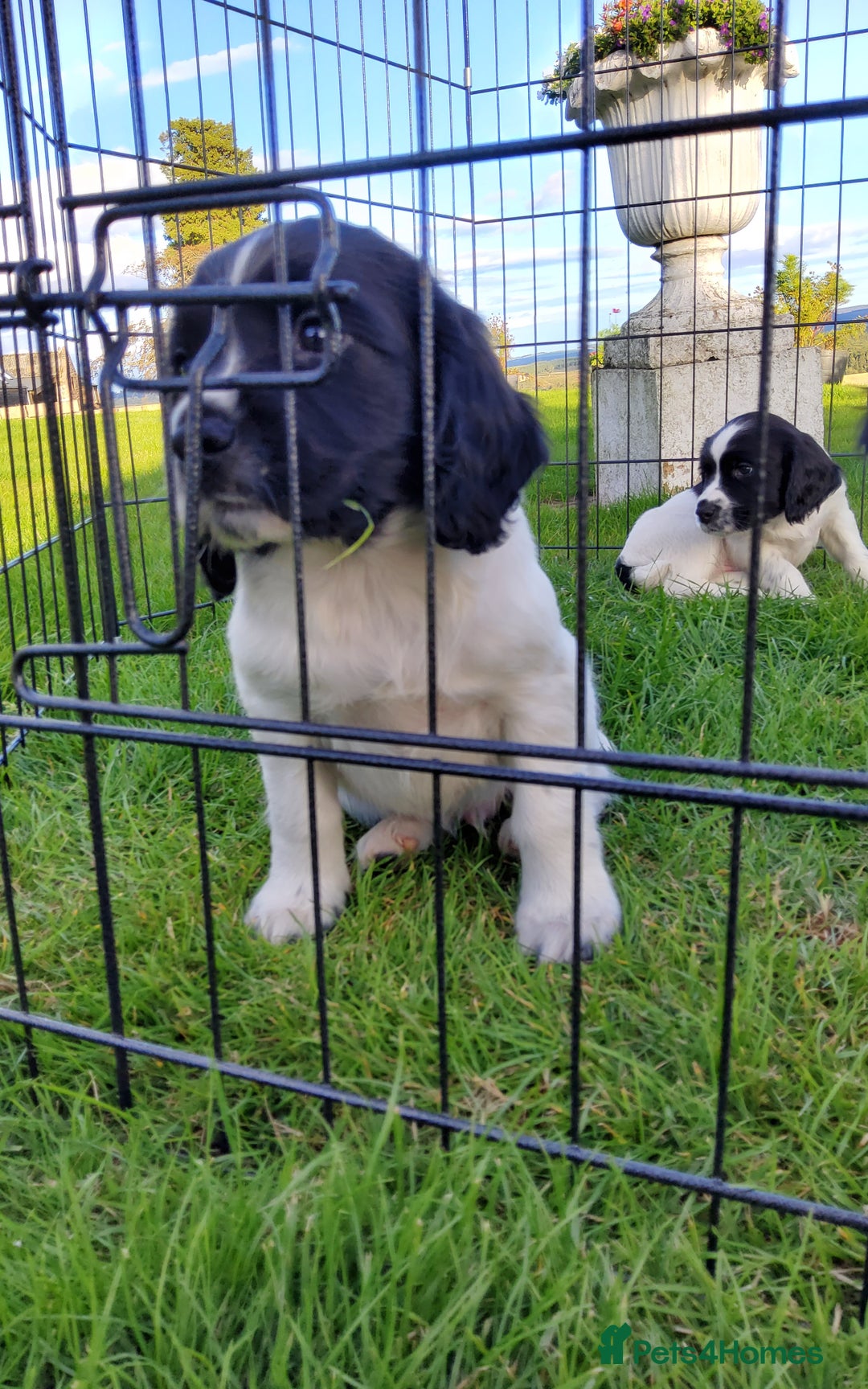 English Springer Spaniel dogs for sale: 3 male Springer Spaniel pups KC Reg and Pedigree - Image 19
