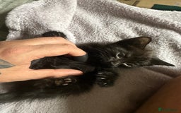 Bengal cats for sale: half bengal kittens  - Image 23