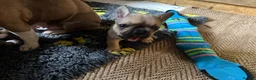 French Bulldog dogs for sale: Frenchbull dog - Advert 7