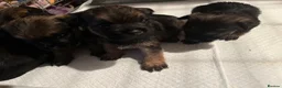 Border Terrier dogs for sale: Loving little border terriers(KC registered) - Advert 3