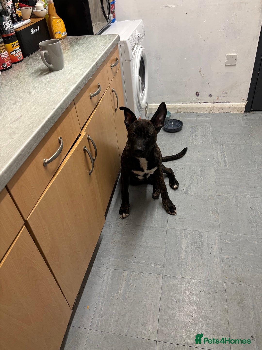 Mixed Breed dogs for sale: Zeus - Belgian malinois x Japanese Akita - Advert 3