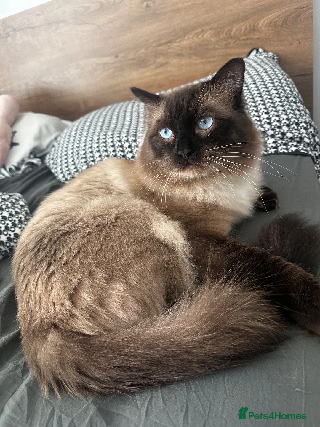 Ragdoll cats for stud: Timon A Beautiful Ragdoll Stud  - Advert 2