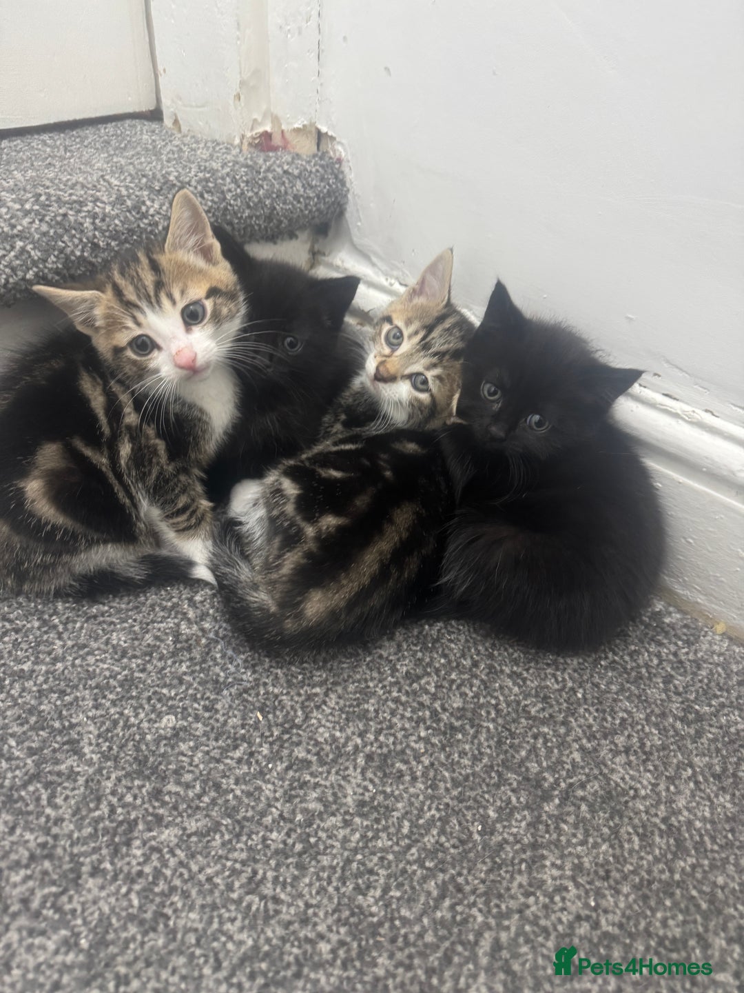 Mixed Breed cats for sale: Beautiful Kittens  - Advert 1