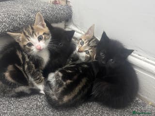 Mixed Breed cats Beautiful Kittens - Advert 11