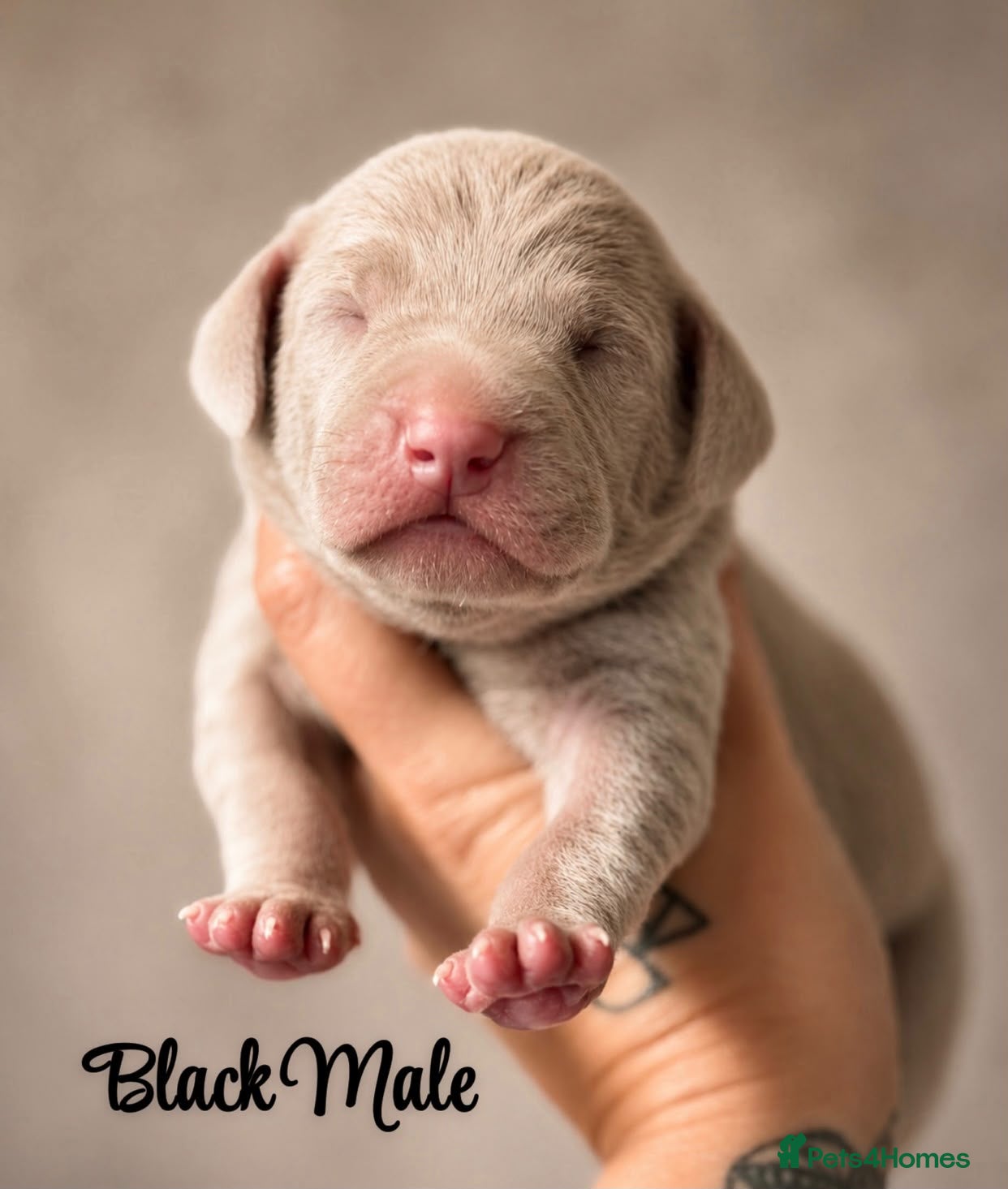 Weimaraner dogs Gorgeous chunky silver Weimaraner puppies  - Advert 2