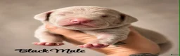 Weimaraner dogs for sale: Gorgeous silver Weimaraner puppies READY SOON !! - Advert 17