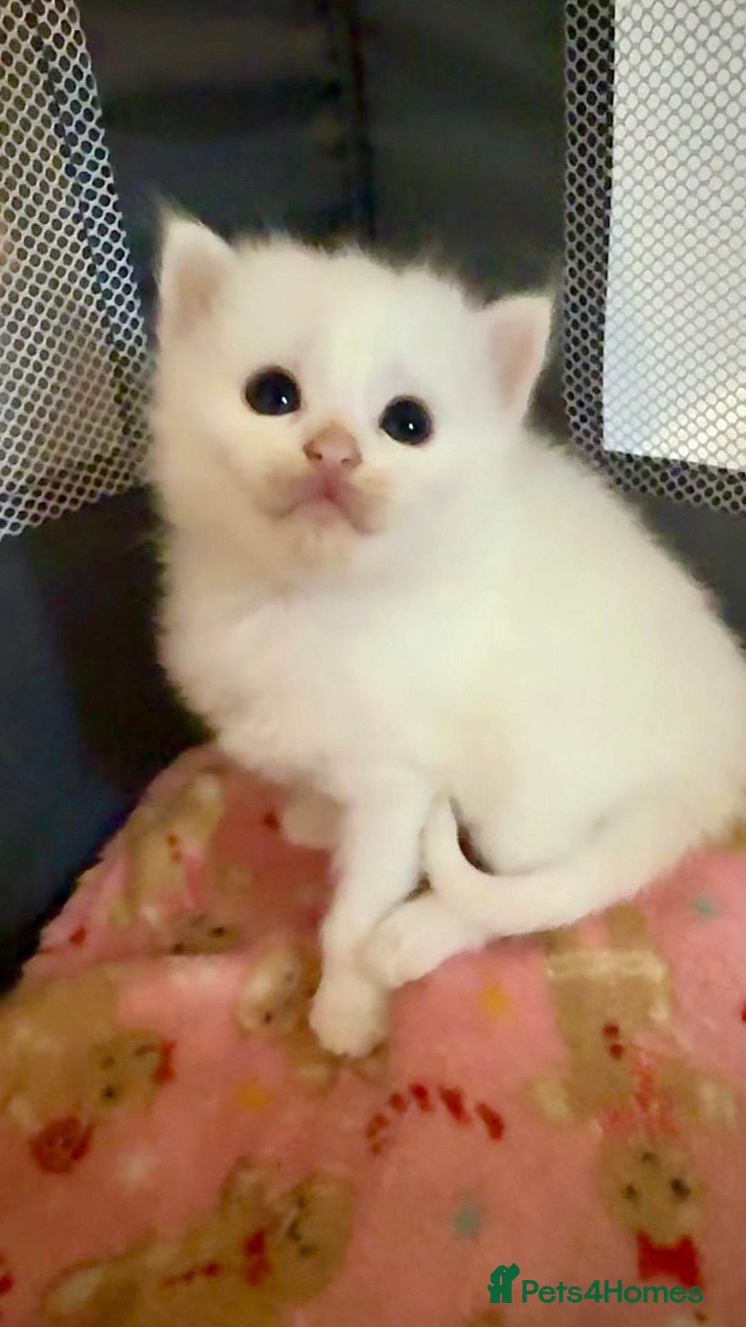 Ragdoll cats for sale: Rag doll and Maine coon cross - Image 9