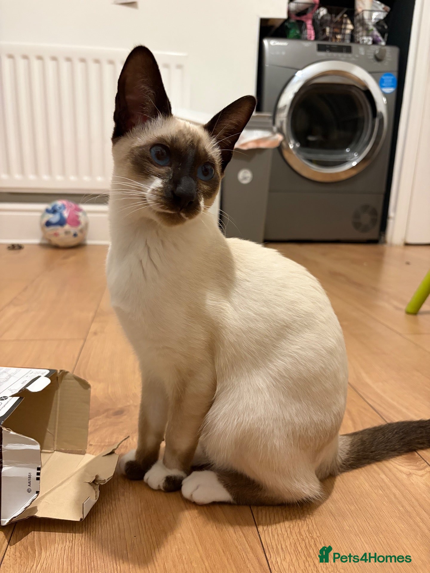 Siamese cats for sale: Oriental Siamese 6month old - Advert 7