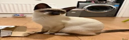Siamese cats for sale: Oriental Siamese 6month old - Advert 1