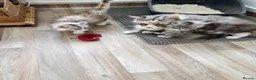 Maine Coon cats for sale: Outstanding Russian line kittens  - Advert 5