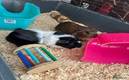 Guinea Pig rodents for sale: Female guinea pig pair (must stay together) - Image 5