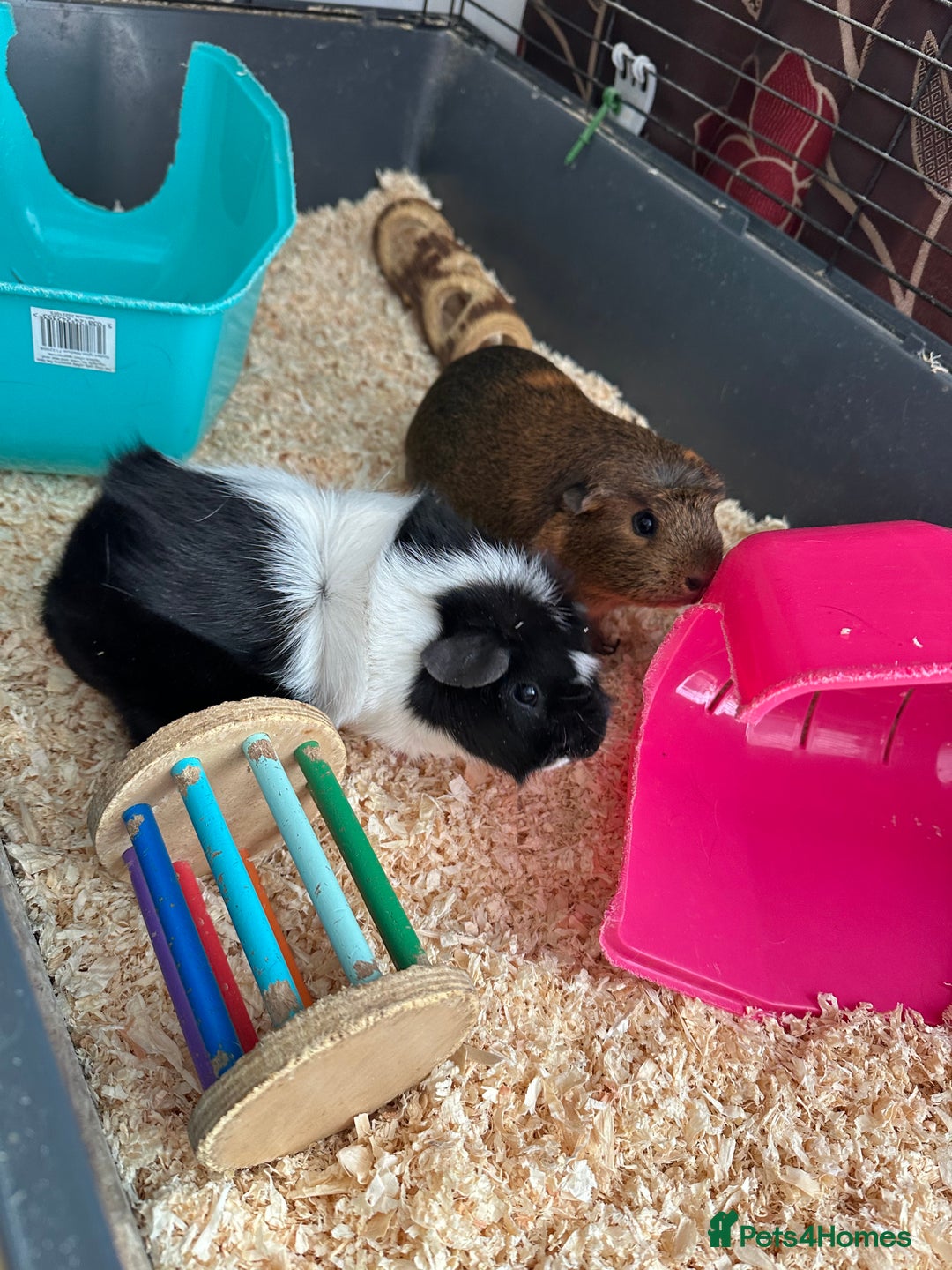 Guinea Pig rodents for sale: Female guinea pig pair (must stay together) - Image 5