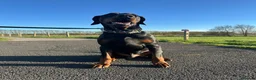 Dobermann dogs for stud: Tyson kc registered  **  in Southport - Advert 3
