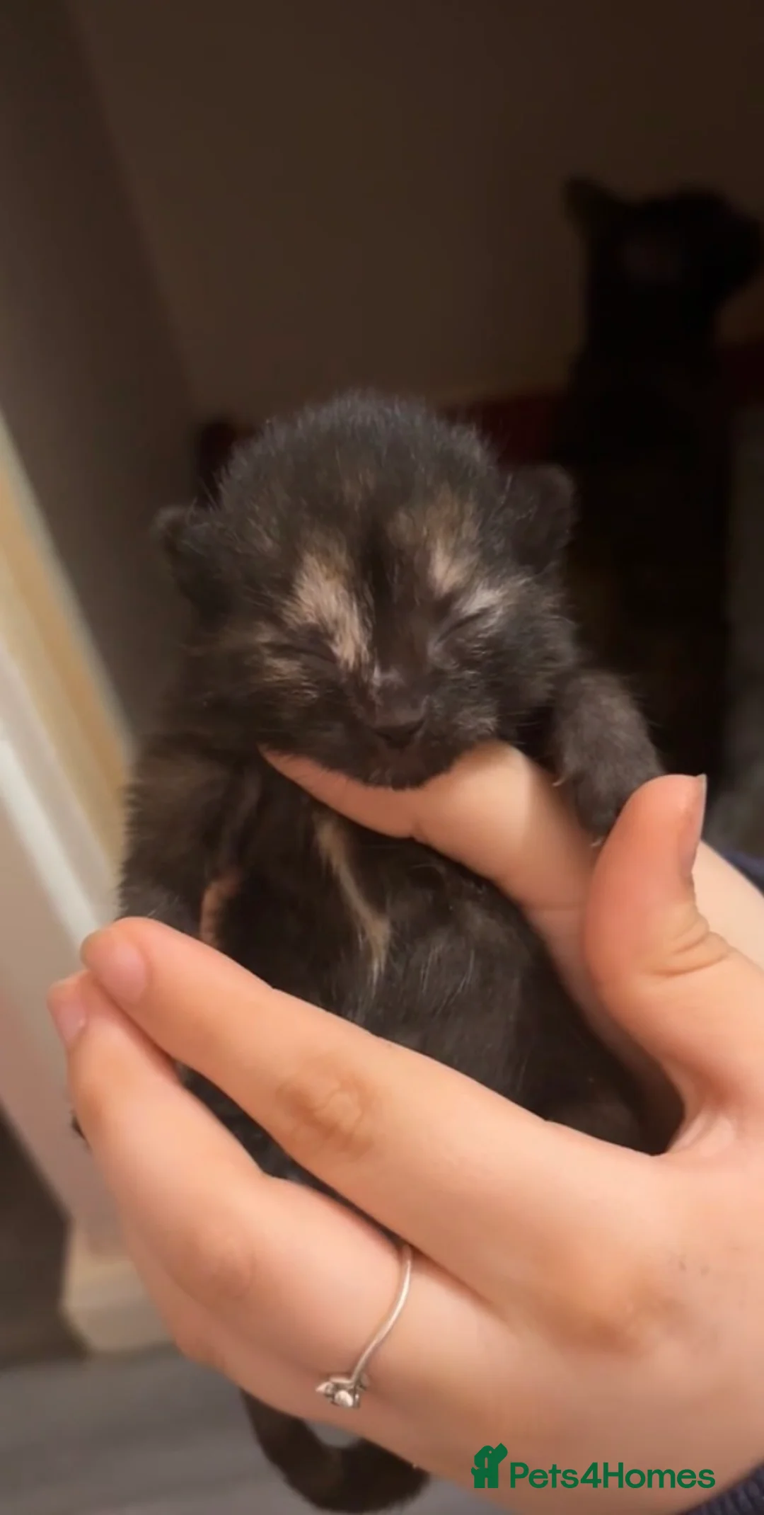 Mixed Breed cats for sale: 1 TORTIE GIRL LEFT 💖😻 - Advert 2