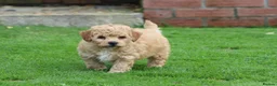 Poochon dogs for sale: Beautiful Poochon puppies for sale  - Advert 31