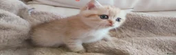 British Shorthair cats for sale: TICA Reg. Golden British Shorthair Girl Kitten  - Advert 4