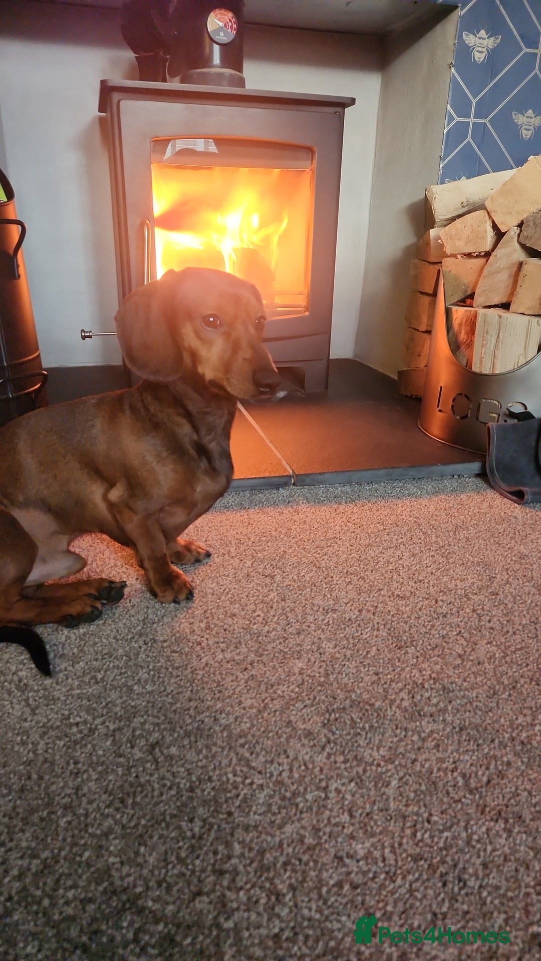 Miniature Dachshund dogs for stud: STUD - proven -KC registered mini dachshund  - Advert 2