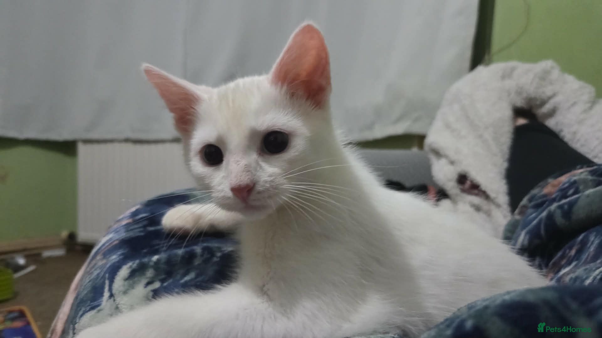 Mixed Breed cats White with ginger tail kitten  - Advert 1